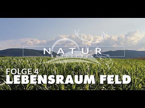 Natur entdecken - Folge 4  - Lebensraum Feld