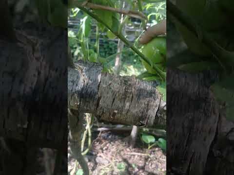 Trellis to Make Ya Jealous - week 7