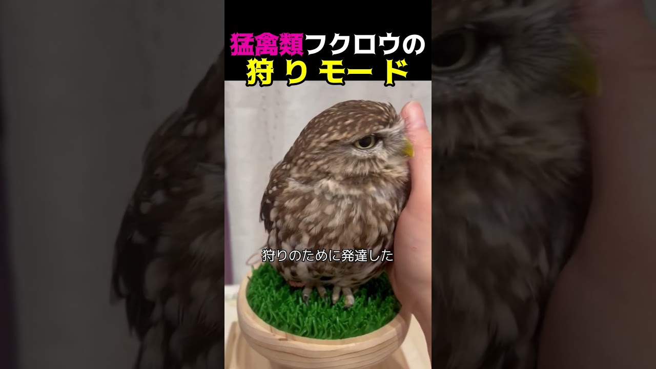 猛禽類フクロウの 狩りモード