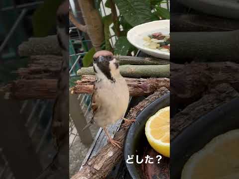 ベランダにスズメを呼び寄せるにはどうすればいいでしょうか？実践すべきすべての正しい行動  庭園