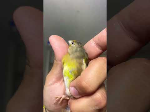 Males or Female Goldfinch Mule, Macho o Hembra mixto Jilguero European Goldfinch mule - Carduelis