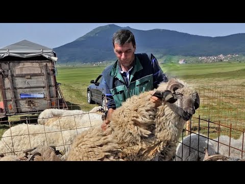 Doveo ovna od 150 kg i najbolje ovce na izložbu a nije osvojio nagradu