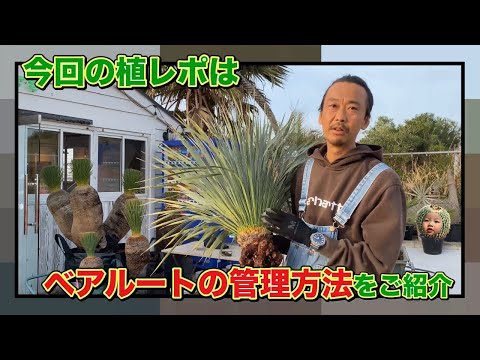 園芸 ユークリフィア・ロストレバー