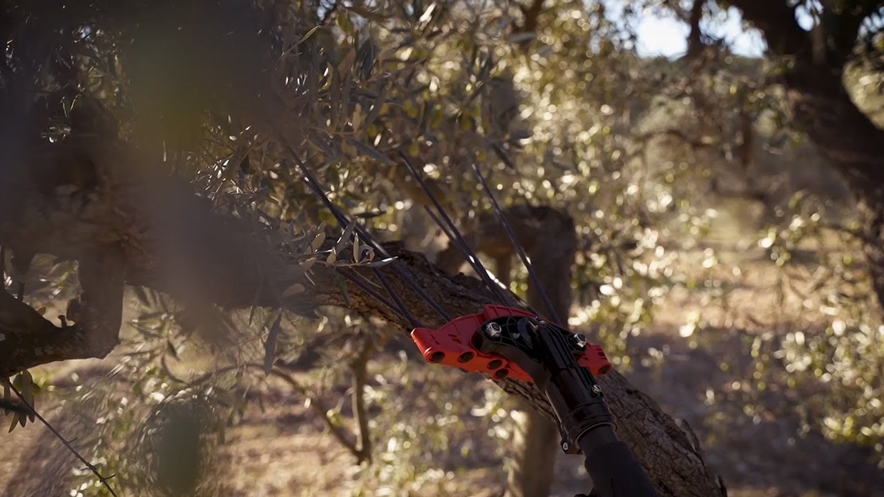 Gaule à olive Infaco E50048T