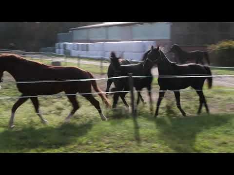 Junghengste Gestüt Meyenburg 19 09 2020
