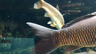 京都の鯉巡り·京都水族館