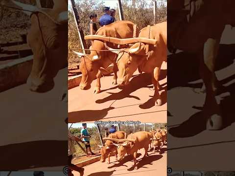 CIDADE CRUCILÂNDIA MINAS GERAIS BRASIL #minasgerais #noticias