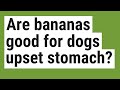 Will Banana Help My Dog's Upset Stomach