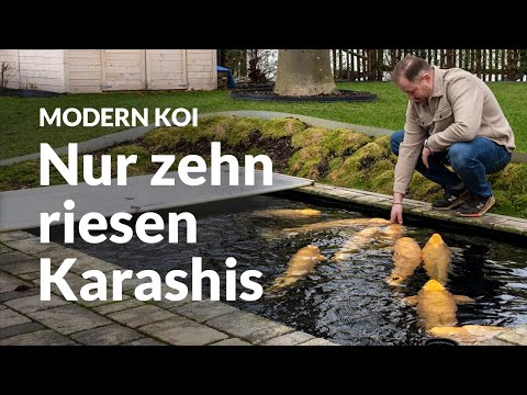 Daniels 10.000 Liter Genesis-PE-Karashi-Teich | Modern Koi Blog #6471