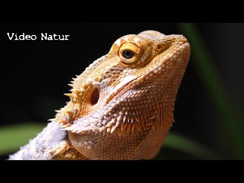 Wilhelma Dezember 2017 - GH5 + Sigma 60mm + Raynox Macro lens