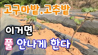 이거  한방이면 고구마밭.고추밭 풀 안나게 할 수 있다