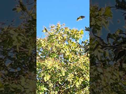 Papagaio - galego em Água Boa  - MT