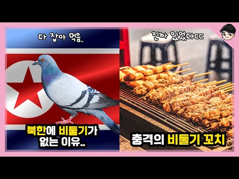 , title : '북한에 비둘기가 없는 이유ㄷㄷ 비둘기의 소름 돋는 비밀 TOP5  [빠퀴2tv]'