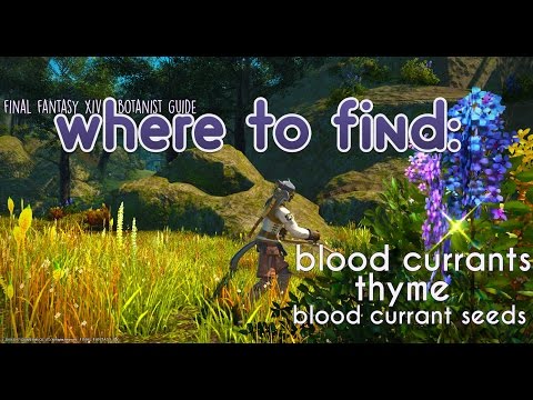 FFXIV- Where To Find: Blood Currants, Thyme, Blood Currant Seeds