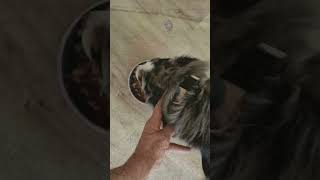 Video preview image #1 Aussie Pyrenees Puppy For Sale in Cookeville, TN, USA