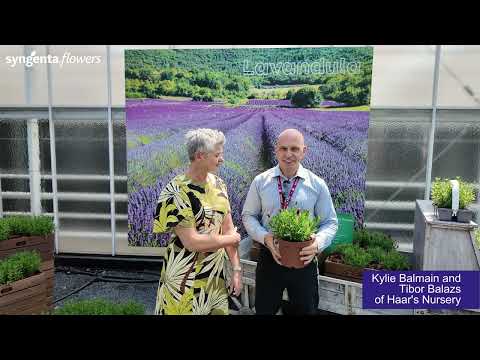 Grower testimonial from Australia on Lavandula stoechas Javelin