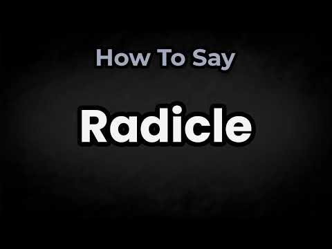 How To Pronounce Radicle? (CORRECTLY) Meaning & Pronunciation