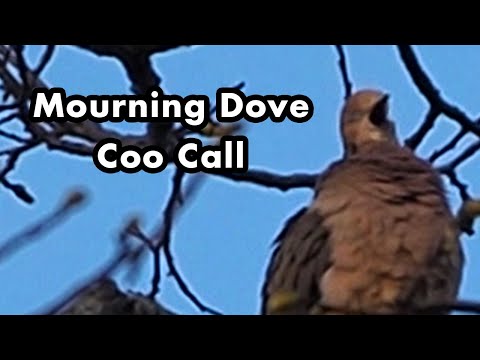 What Sound Does a Mourning Dove Make? - Mourning Dove Cooing Sound Call - Bird Calls and Sounds