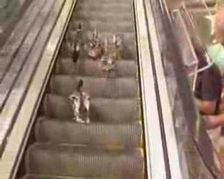 Here Are Some Cute Ducks Trying To Use An Escalator