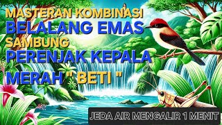 Download lagu Masteran Belalang Emas Sambung Burung Prenjak Kepala Merah ' Betina ' Jeda air Mengalie 1 menit mp3