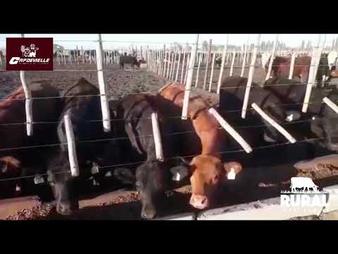 Lote 75 Terneros 160kg - , Mendoza