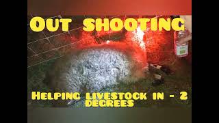 how to save a sheep's life in -2 degrees out shooting for rabbits and foxes