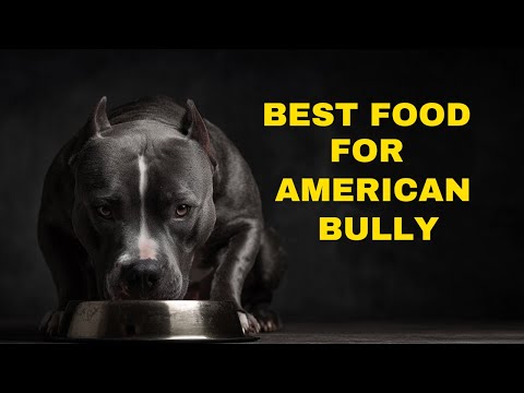 Best Dog Food For Adult American Bully