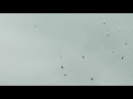 Flying Birds 4K Video Free HD Stock Footage No Copyright Bird Animals Sky