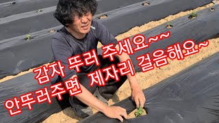 감자밭 뚜러주고 꺼내주세요~안그럼 제자리 걸음~귀농,귀촌,전원일기,인간극장,주말농장,텃밭,농사농부