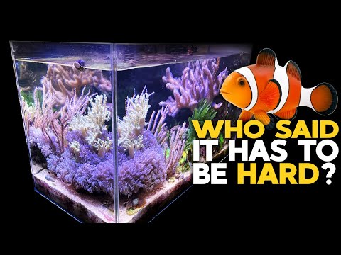 Simple Nano Reef Tank setup 2021 🐠 Soft Corals / Mangrove / Macro Algae Reef Aquarium