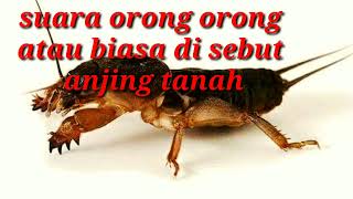 Download lagu suara orong-orong atau anjing tanah mp3