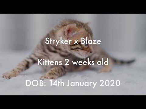 Our Bengal Kittens are 2 weeks old and nursing on Bengal cat mum, Stryker.
