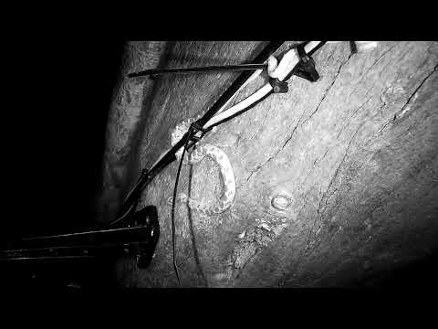 Djuma: Snake-Rhombic Egg-eater on the cam tree again - 19:28 - 11/10/2022