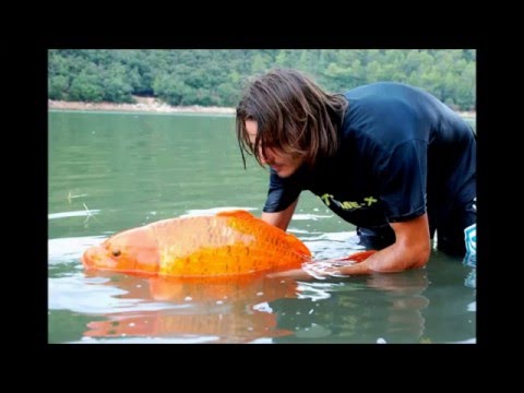 Giant Gold Fish  Look!!