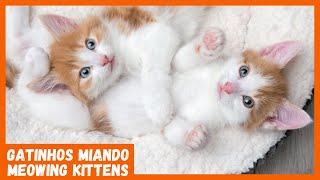  GATINHOS MIANDO  |  Fotos de lindos gatinhos | 