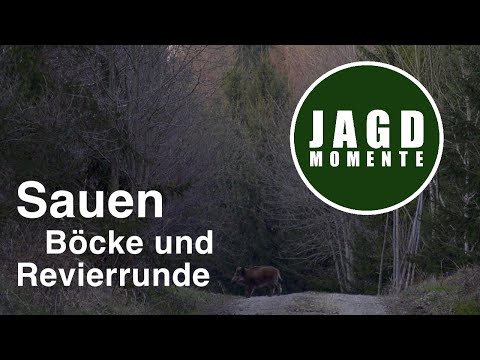 JagdMomente | Folge 17 | Sauen, Böcke und Revierrunde