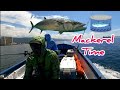 Tin MACKEREL Time