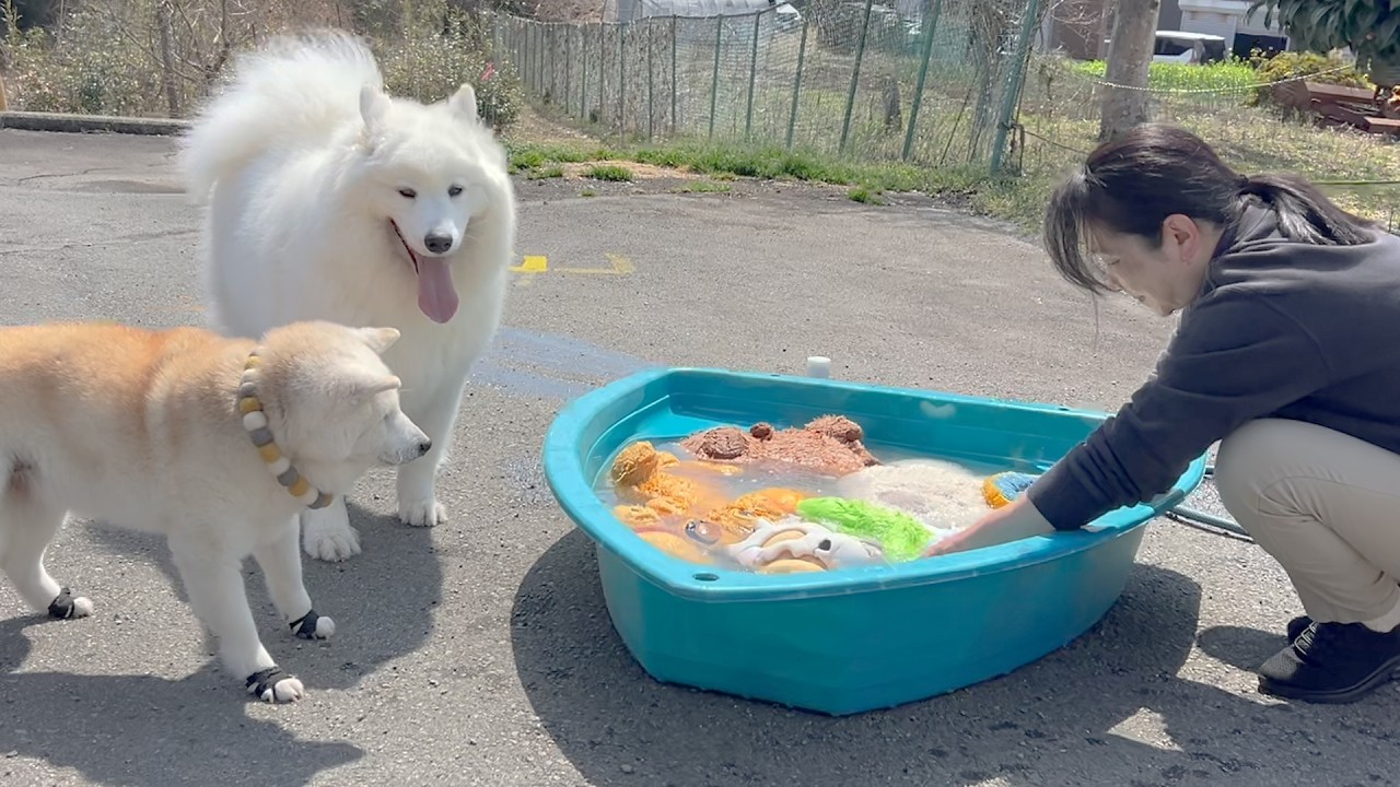 お気に入りのぬいぐるみが洗われてるのを心配そうに見守る柴犬とサモエドが可愛すぎました。