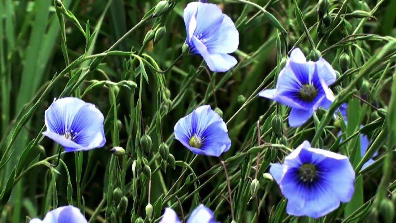 Stuff They Don't Want You to Know - Plant Intelligence - YouTube