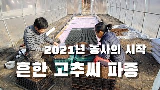 2021년 고추씨 파종. 전열선은 처음이라.. 핑크온상 ㅋㅋ. 시골 Vlog