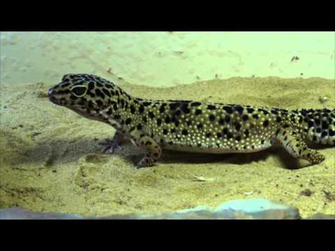 Lizards: Introduction to Lizards