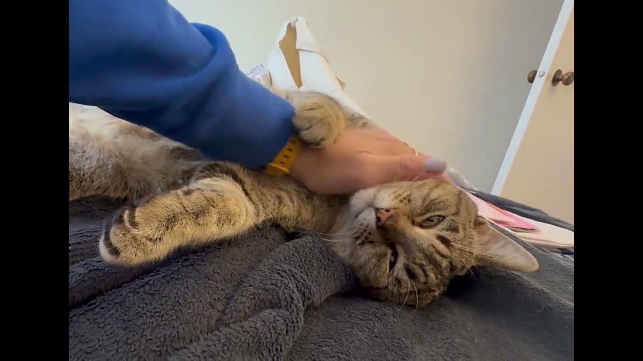 Enlarge Malakai, a ADOPTABLE Domestic Short Hair in Sterling, VA video 6/6