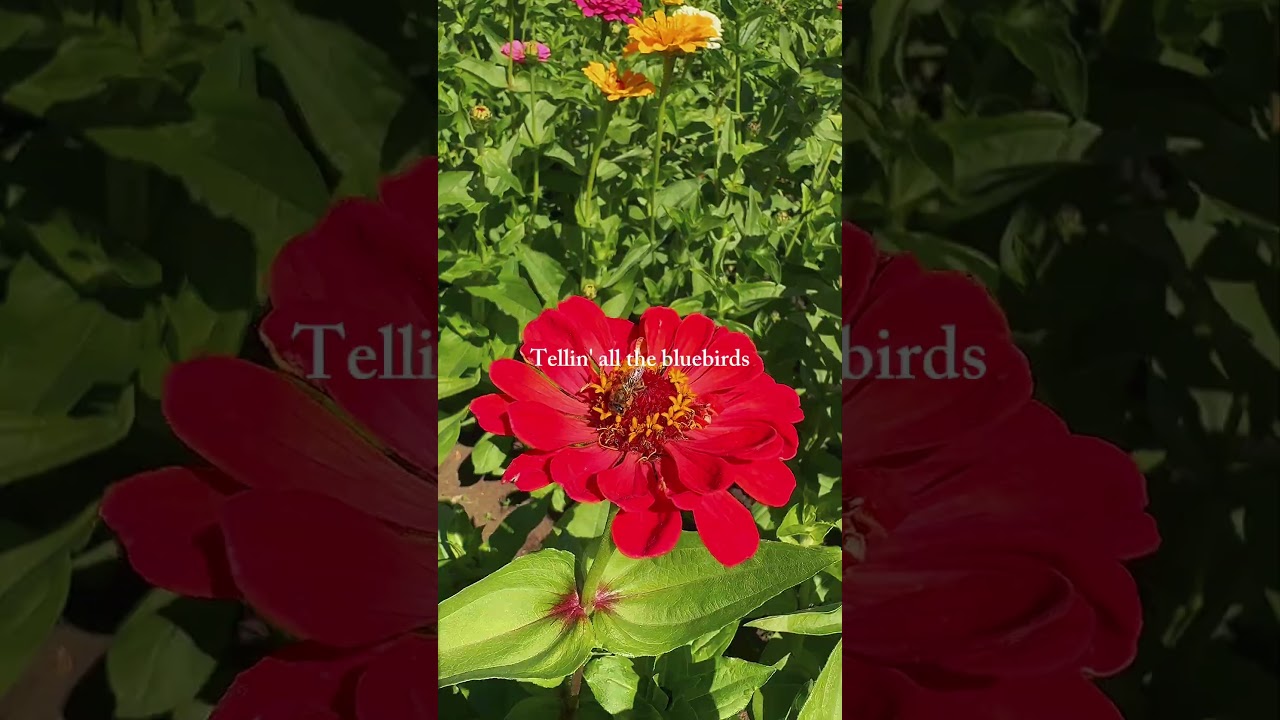 YouTube Short thumbnail