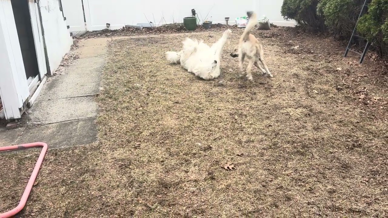 Enlarge Sweetie Pie & Ralphie in MA - Love Hugs!, a Adoptable mixed breed in Boston, MA video 4/4