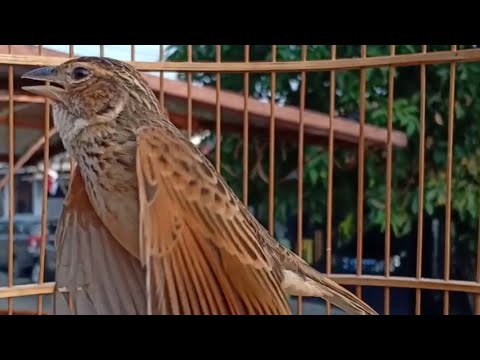 "Morales" closeup branjangan java ring JKS 59 (sold) subscribe untuk burung lainnya 081807082080