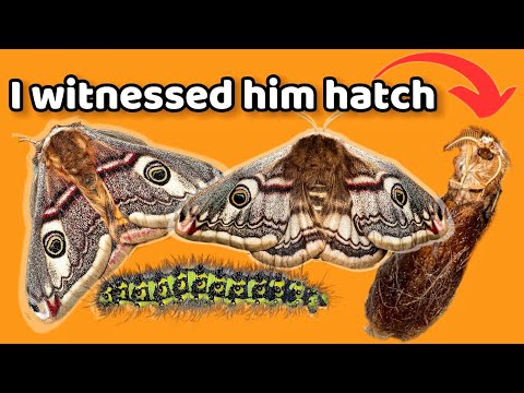 Small Emperor Moth Lifecycle! (Saturnia Pavonia)
