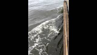 Dolpins playing in Peel inlet, Western Australia