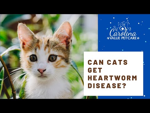 Can a cat get heartworms?