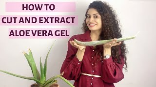 How To Cut Aloe Vera Leaf | DIY Aloe Vera Gel At Home For Best Results