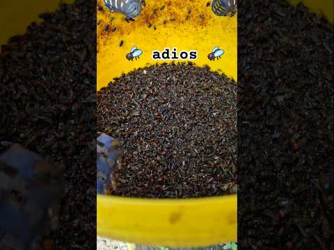 🪰Adiós  moscas 🪰 con esta controlamos las moscas NoMosk y Granja Manantial  #valledelcauca #moscas